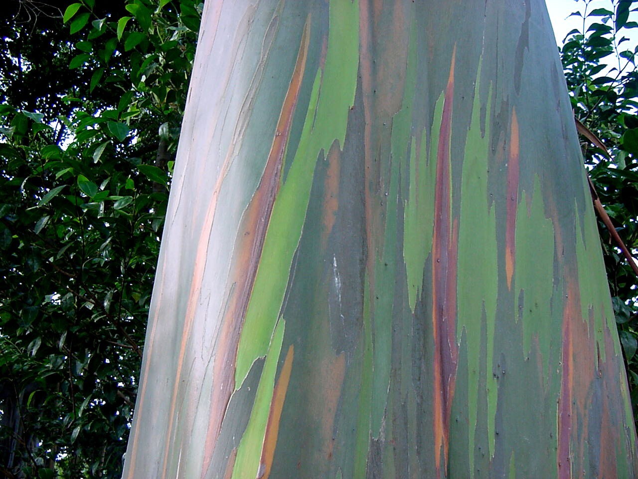 Rainbow Eucalyptus Tree 20 Seeds -Eucalyptus deglupta