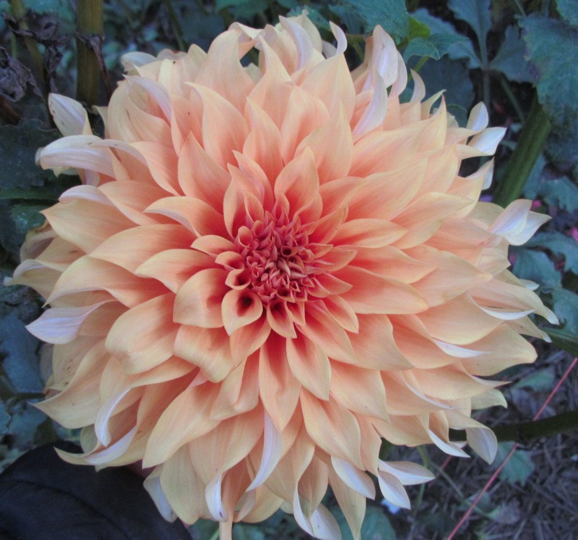 Homegrown Dinnerplate Dahlia Flower Tuber Bulb Penhill Watermelon, Hercules etc.