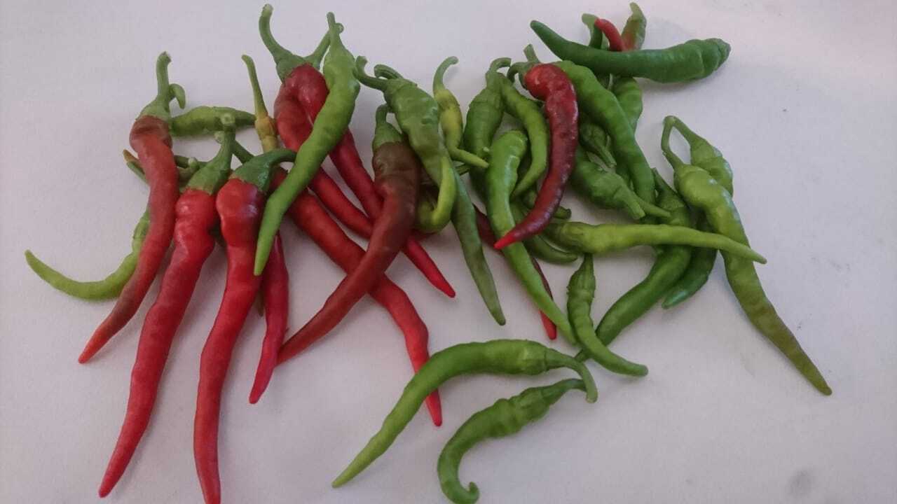 Long Red Thin Cayenne Pepper Seeds | Hot | Heirloom | Organic