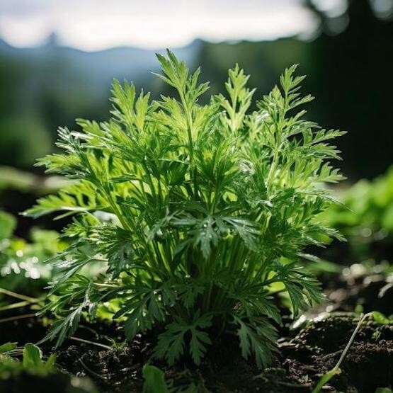 Mugwort Seeds – Artemisia_vulgaris – Medicinal Herb Seeds FREE SHIPPING! USA
