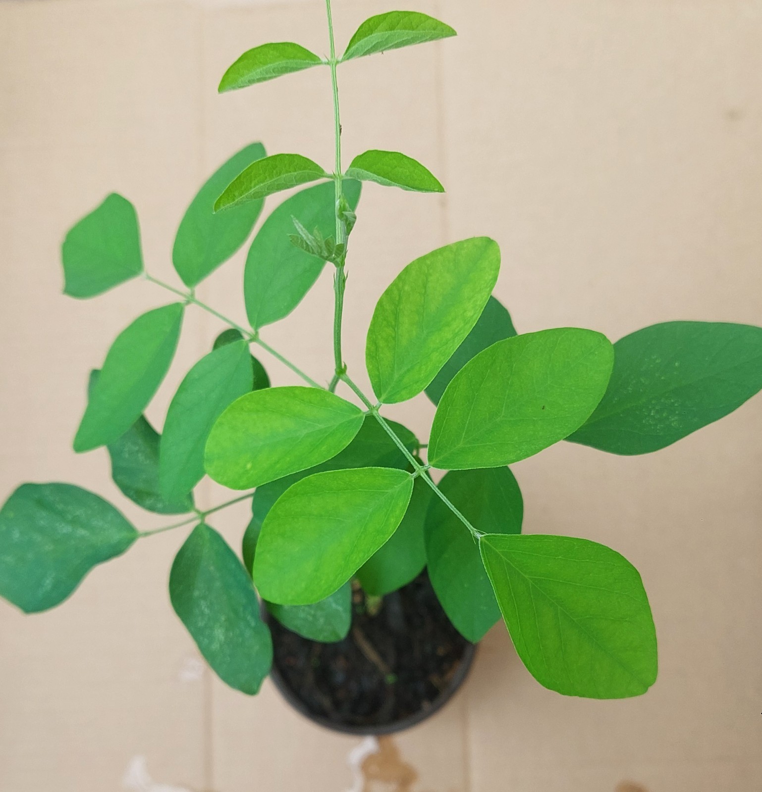 Purple Butterfly Pea live seedling plant (clitoria ternatea) in a Pot ,About 15″