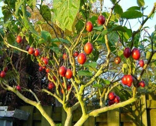 10 Tomato Tree Bonsai Seeds for Planting Tamarillo Cyphomandra betacea