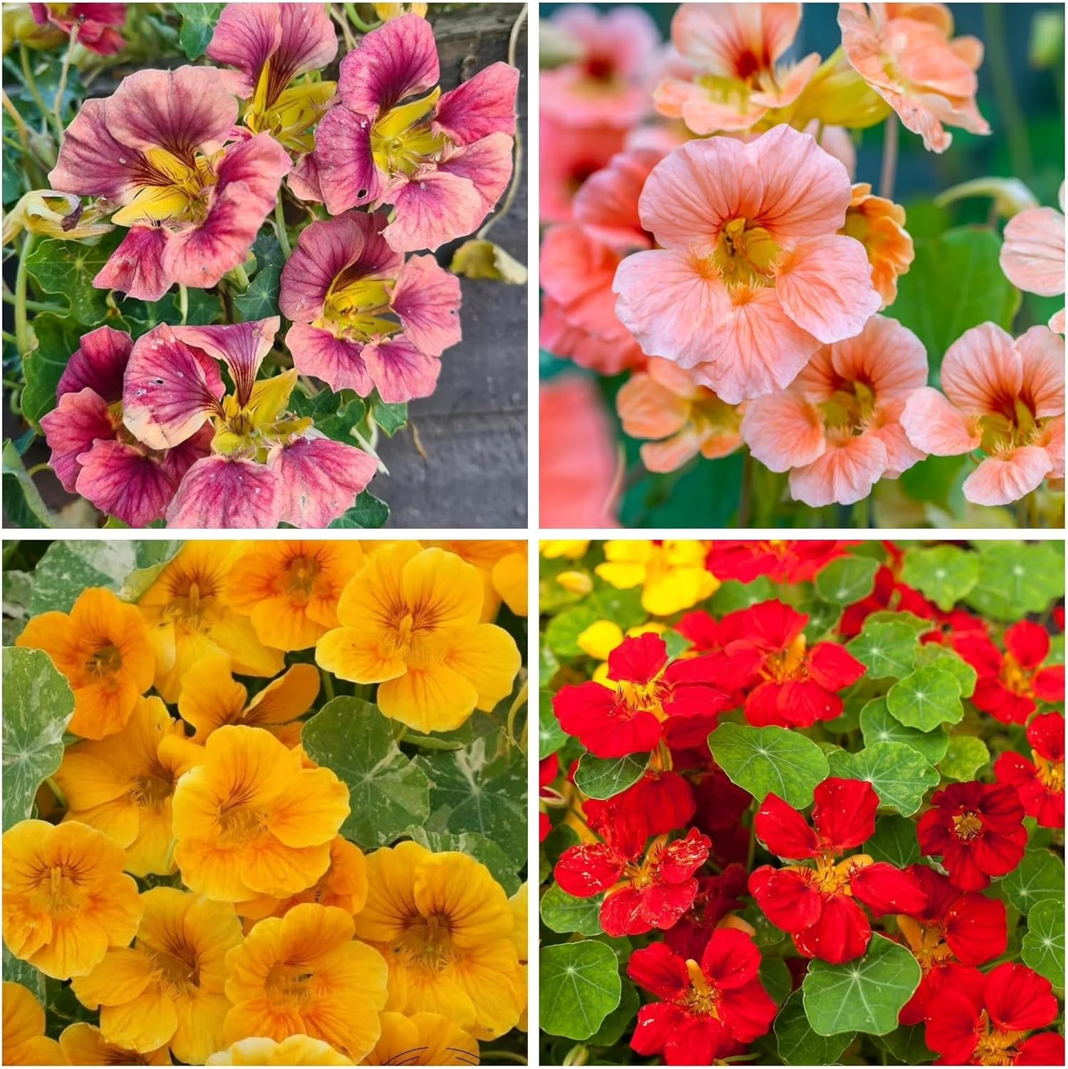 Rare Nasturtium Seeds for Planting – 150+ Mixed Nasturtium Seeds (Tropaeolum maj