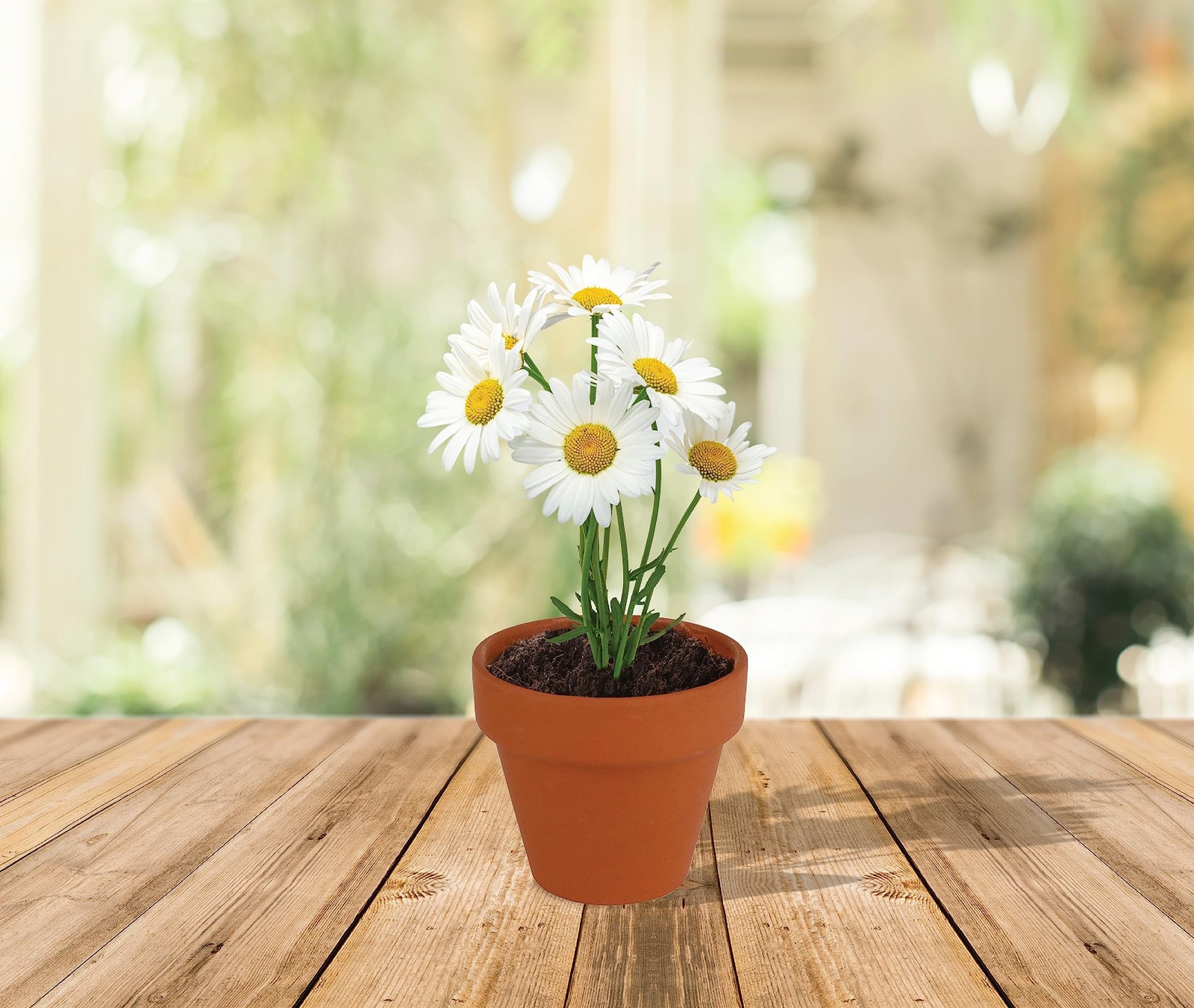 Daisy Seeds & Genuine Terracotta 5cm Mini Pot Bulk Pack (20 Count), Includes …