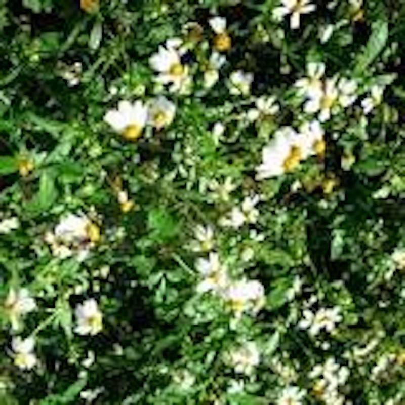 100 seeds Bidens Alba/ Bidens Pilosa seeds Pollinator Native Medicinal Garden