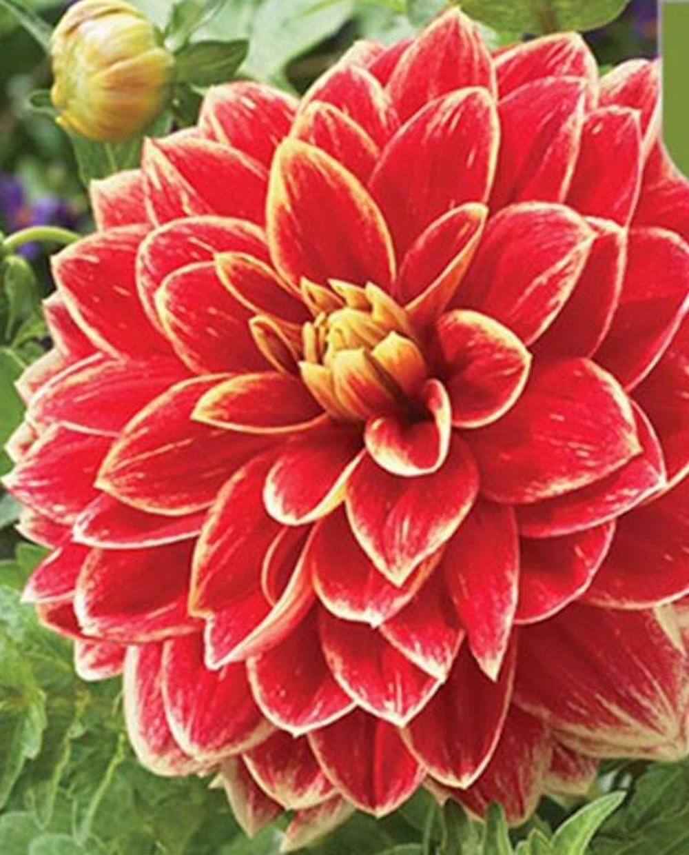 20 SEEDS for Red/Yellow Tip DAHLIA rare flower exotic garden plant USA Seller