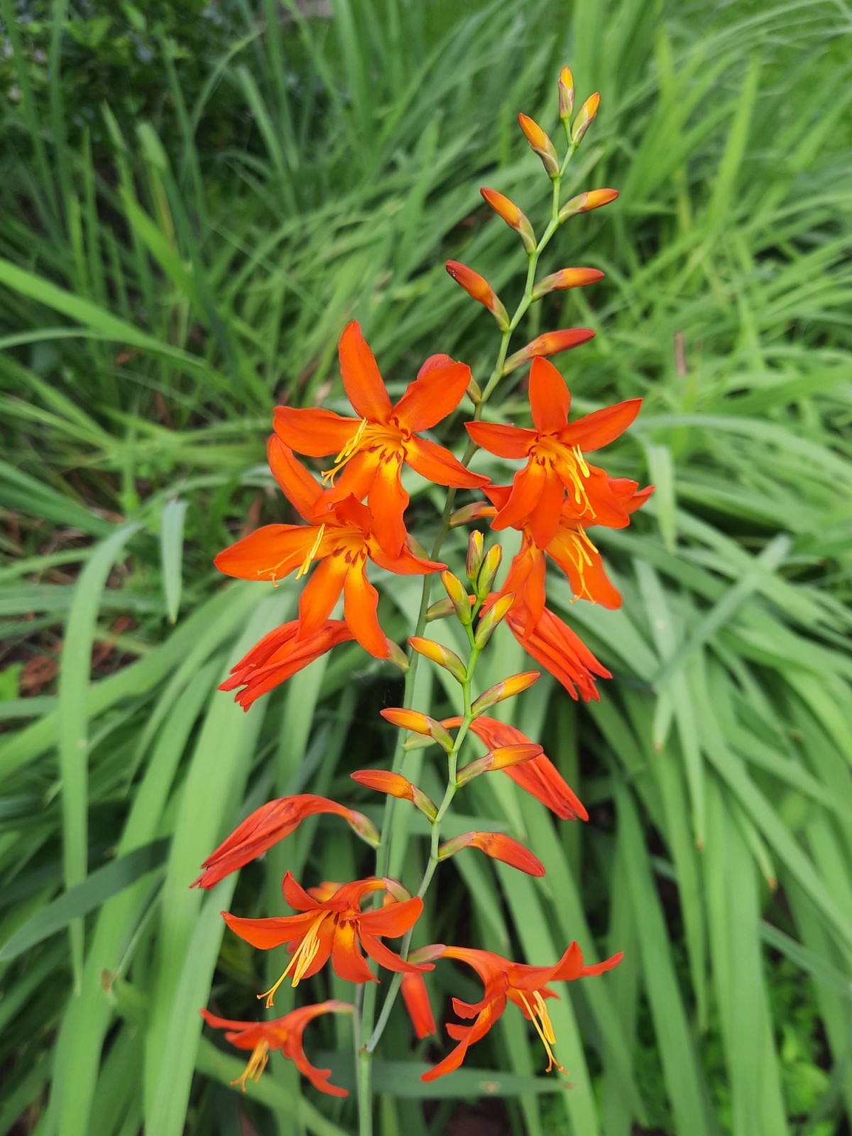 8 Orange Montbretia Crocosmia Corms / Bulbs