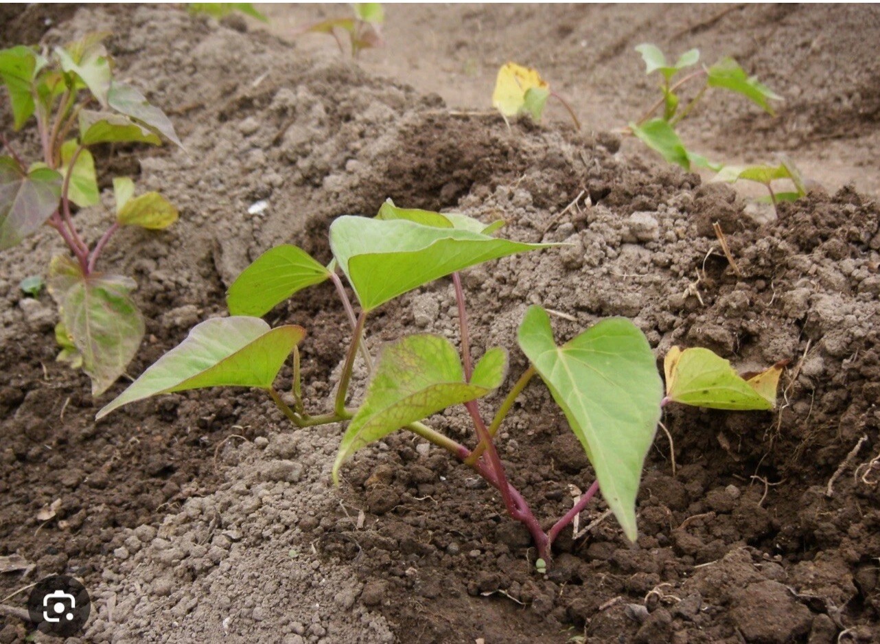 20 Sweet Potato Slips / Cuttings Of Purple +Japanese Red+ Okinawa+white