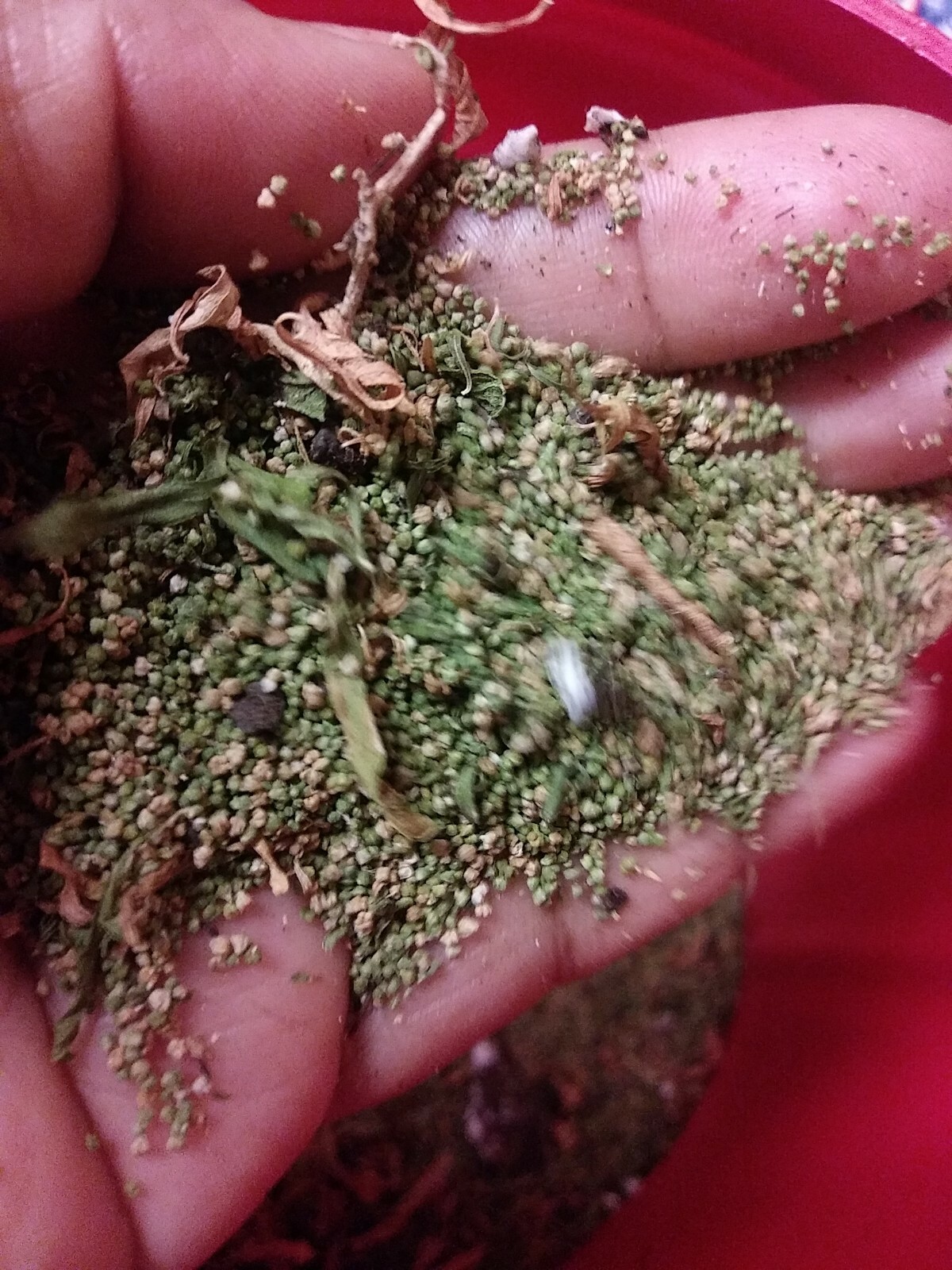 Organic Epazote seeds Chenopodium. Paico seeds 1 GRAM-OVER 5,000 SEEDS! SEMILLAS