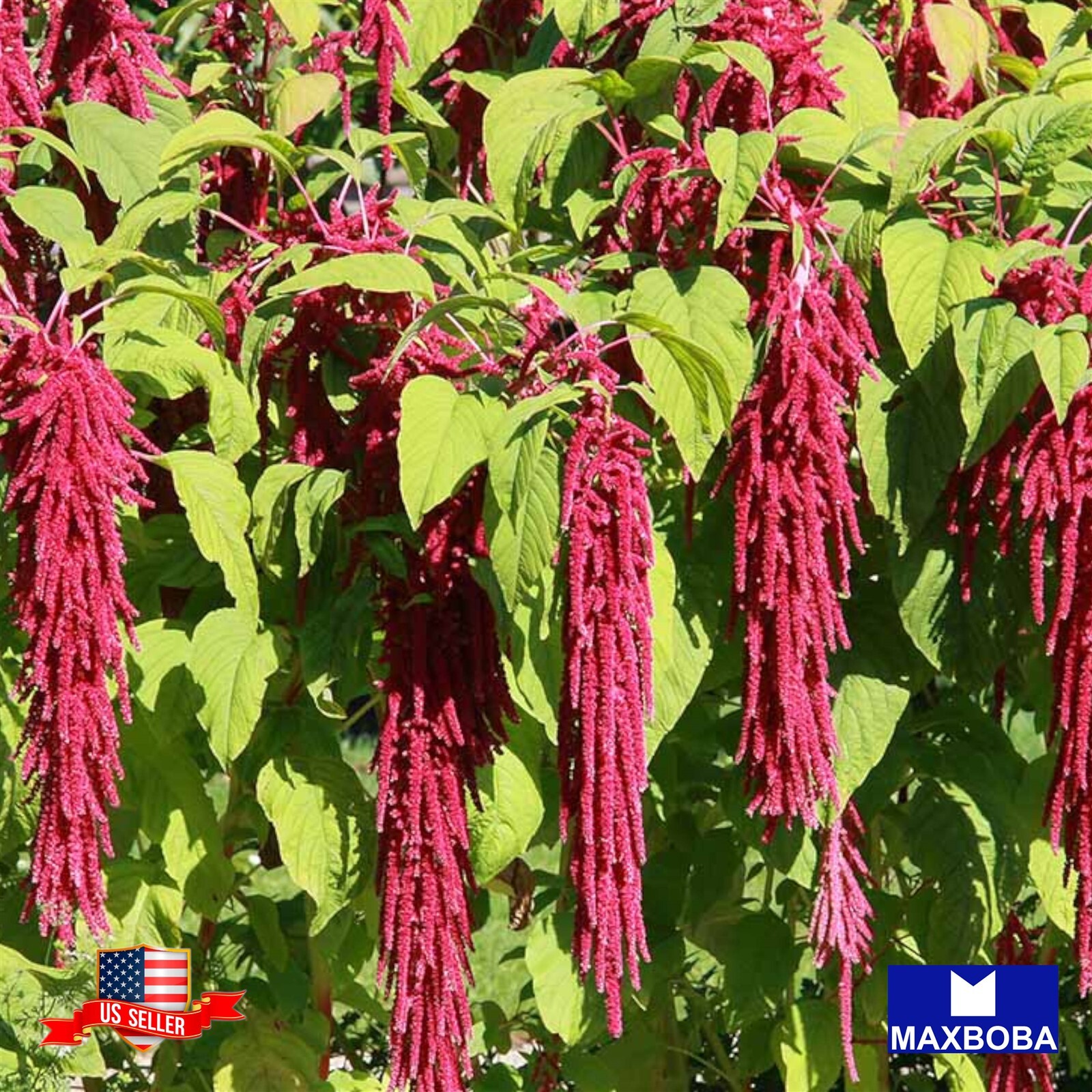 Amaranth Seeds -Amaranthus caudatus Non-GMO Heirloom Garden