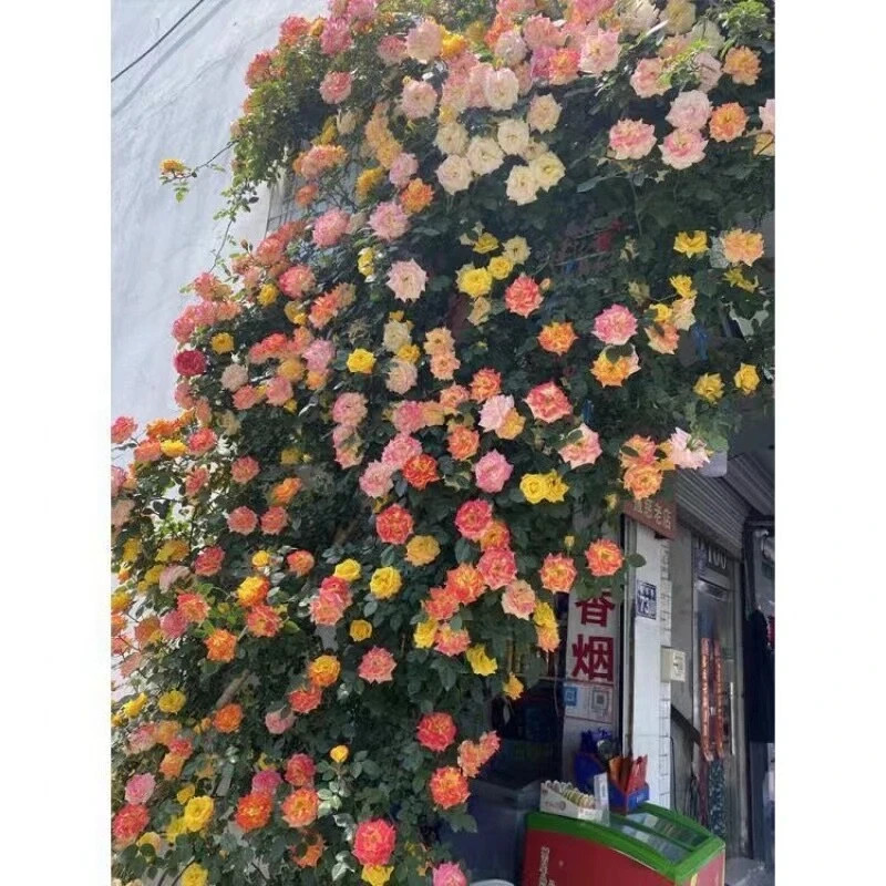 Joesphs Coat Climbing Rose Seeds- 50 or 100 Seeds.USA Seller- Free Shipping