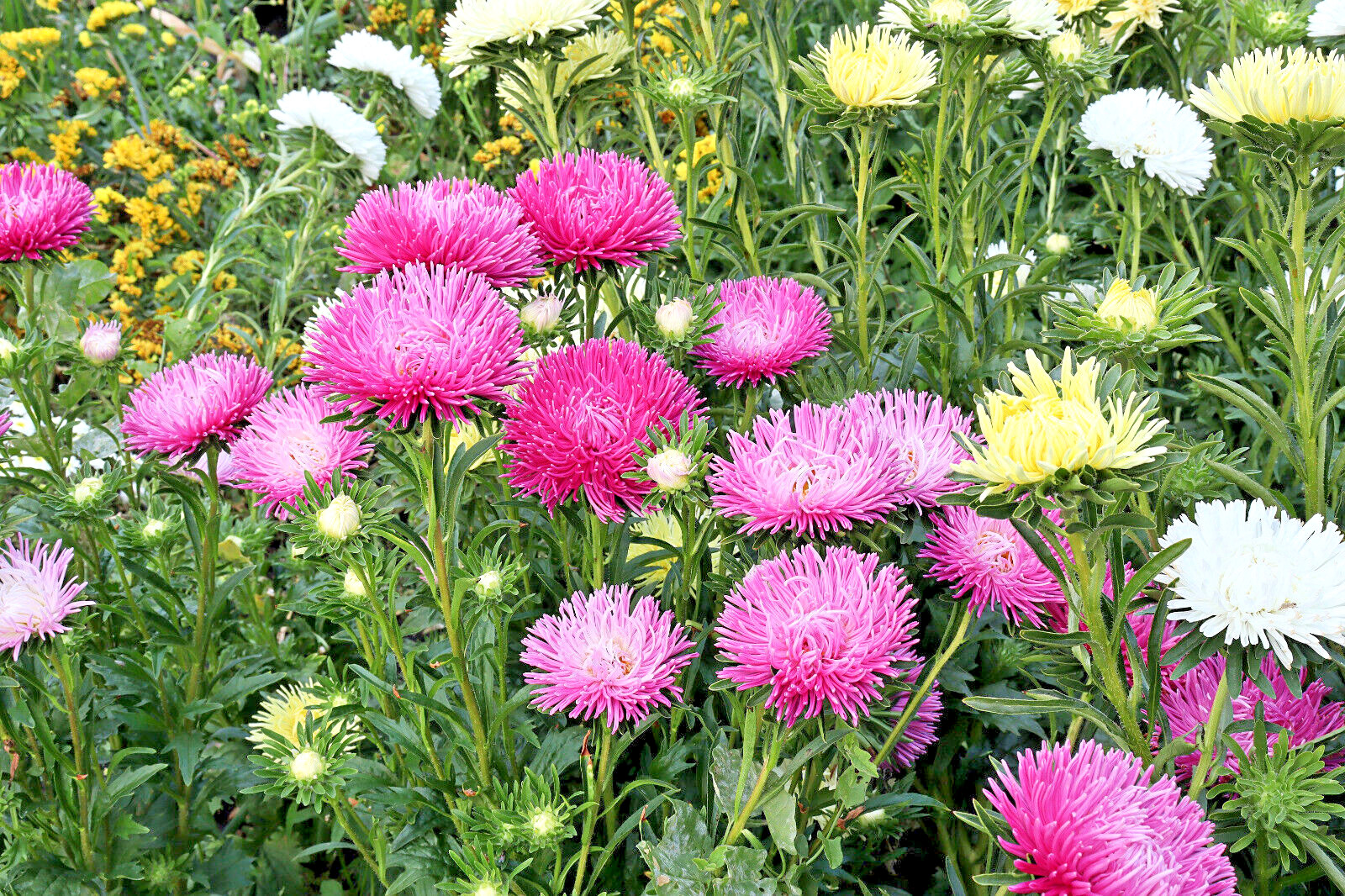 30 ROSE PINK NEEDLE ASTER Callistephus Chinensis Unicom Flower Seeds *Flat S/H