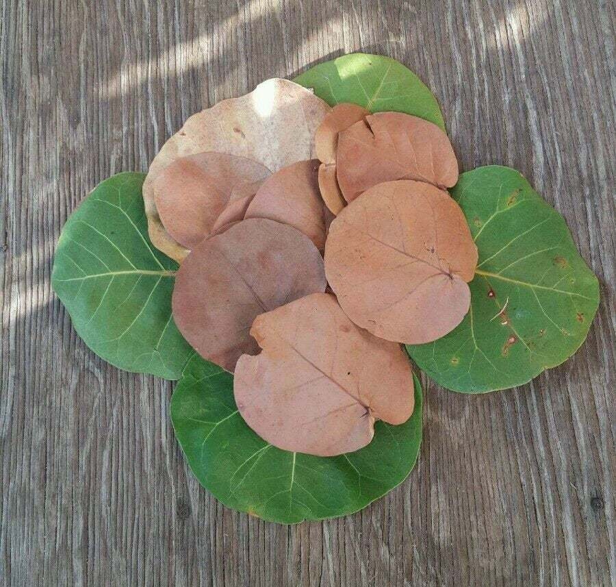 40 Florida Seagrape coccoloba uvifera Leaves (Dried or green)