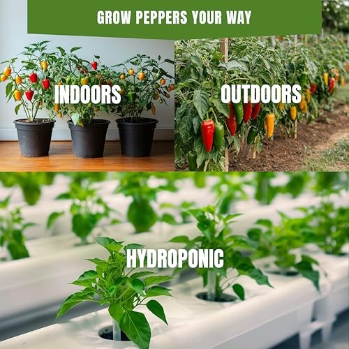 SproutMe Sweet & Mild Bell Pepper Seeds Variety Pack for 8 Sweet Pepper Seeds