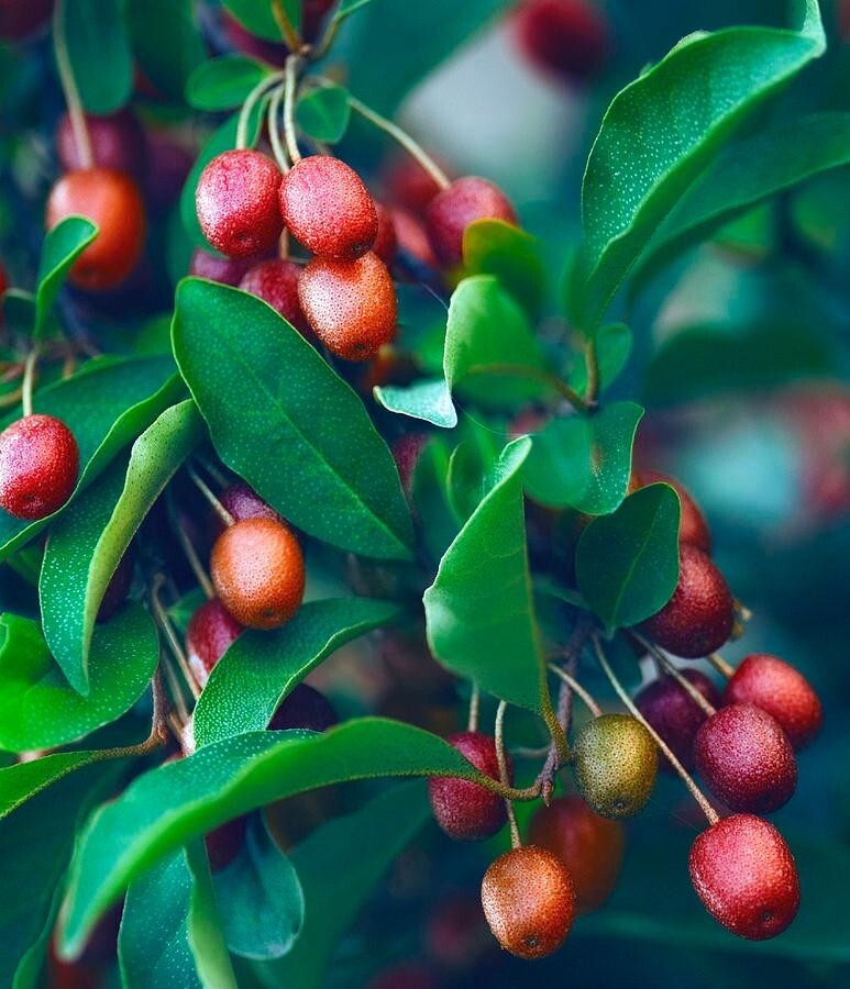 Goumi Sweet Scarlet – 3 cuttings 6-8″ Long