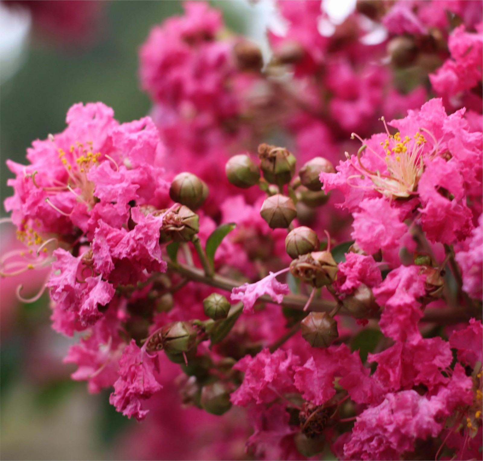 Crape Myrtle Seeds for Planting Pink Flowering Tree & Shrub, NonGMO Perennial