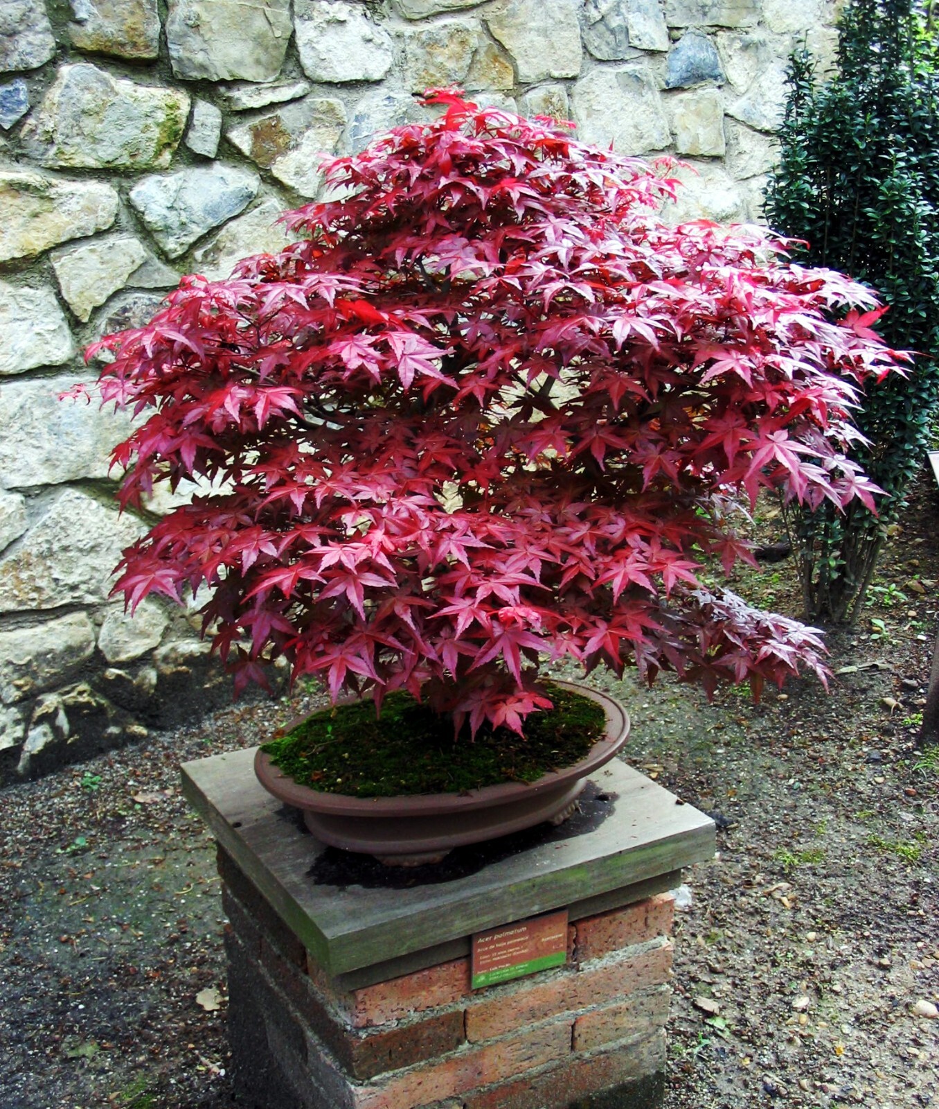 “BLOODGOOD” Red Japanese Maple Tree Seeds (Palmatum atropurpureum) Hardy Bonsai