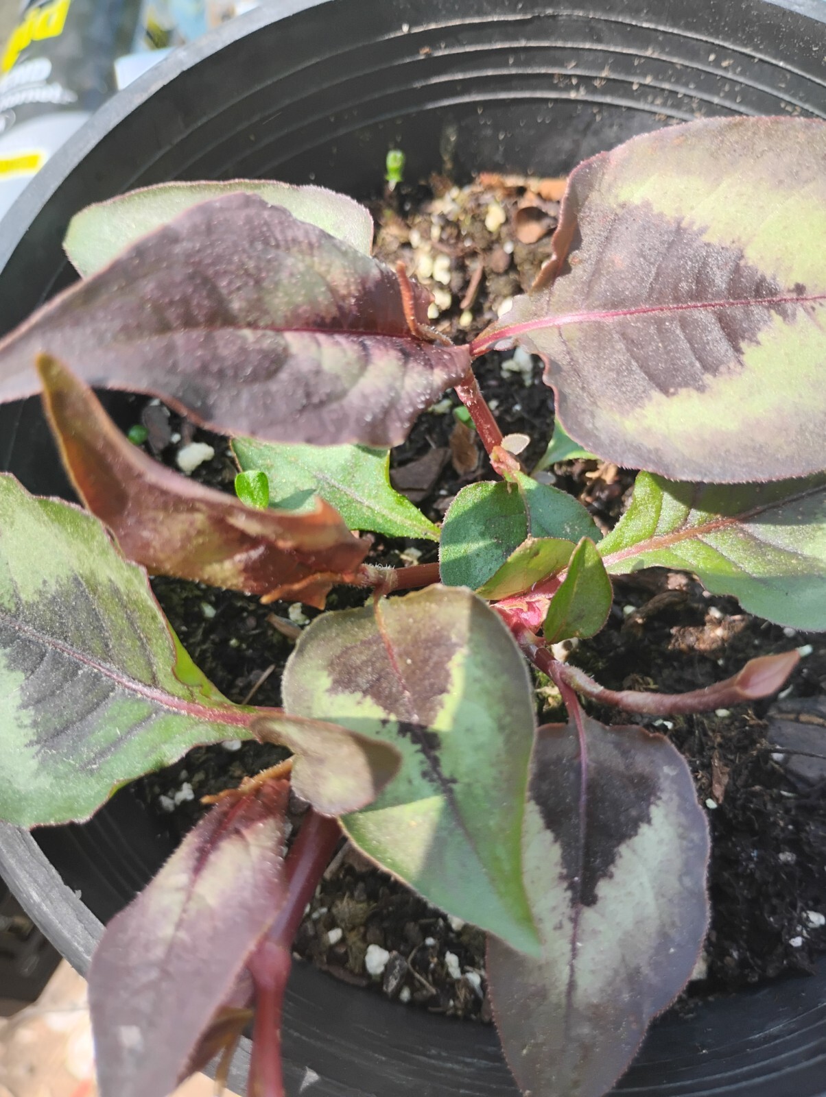 SET 2 UNIQUE. EVER-CHANGING COLORS! RED DRAGON PER. PRETTY EASIEST GROWER