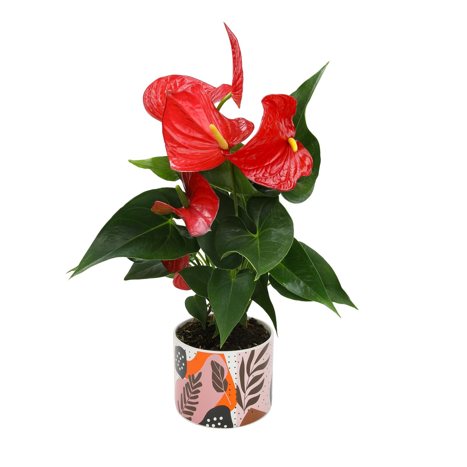 Anthurium Live Plant 1012″ in Modern Planter Indoor Houseplant Gifts