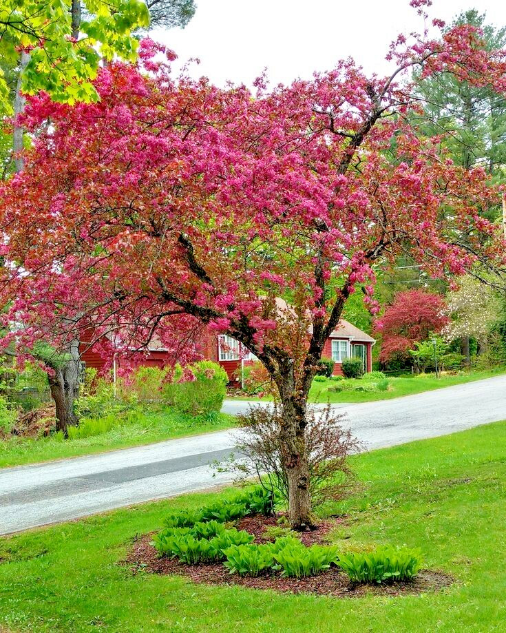 French Wild Apple | Premium Seeds | Malus sylvestris ‘Fruit’ | Plants’®
