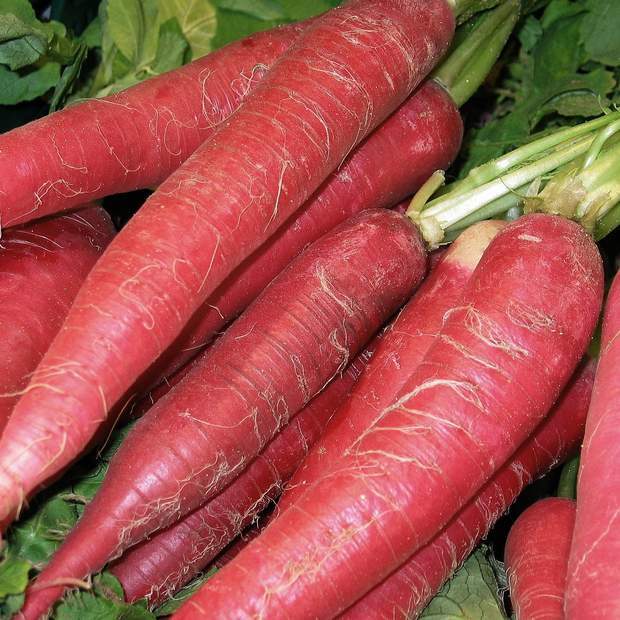 Atomic Red Carrot Seeds 150+ Vegetable Garden NON-GMO USA FREE SHIPPING