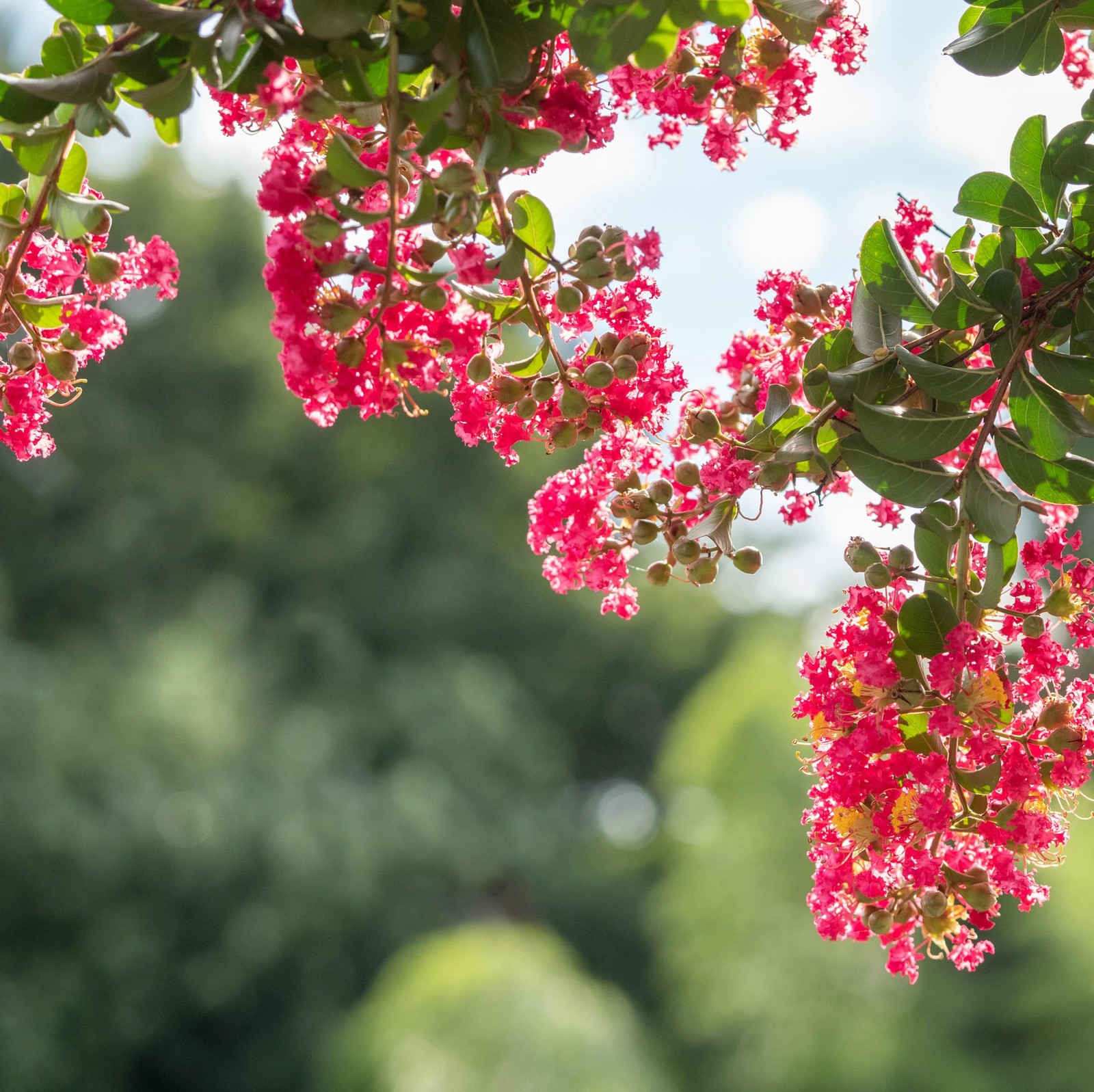 Crape Myrtle Seeds for Planting Pink Flowering Tree & Shrub, NonGMO Perennial