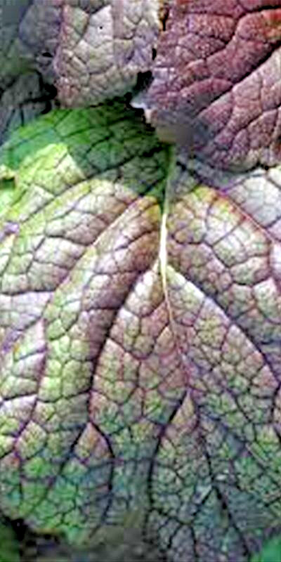 1000+ ASIAN LEAFY MIX SEEDS AUTUMN MICROGREENS SALAD HEIRLOOM NON-GMO TASTY USA