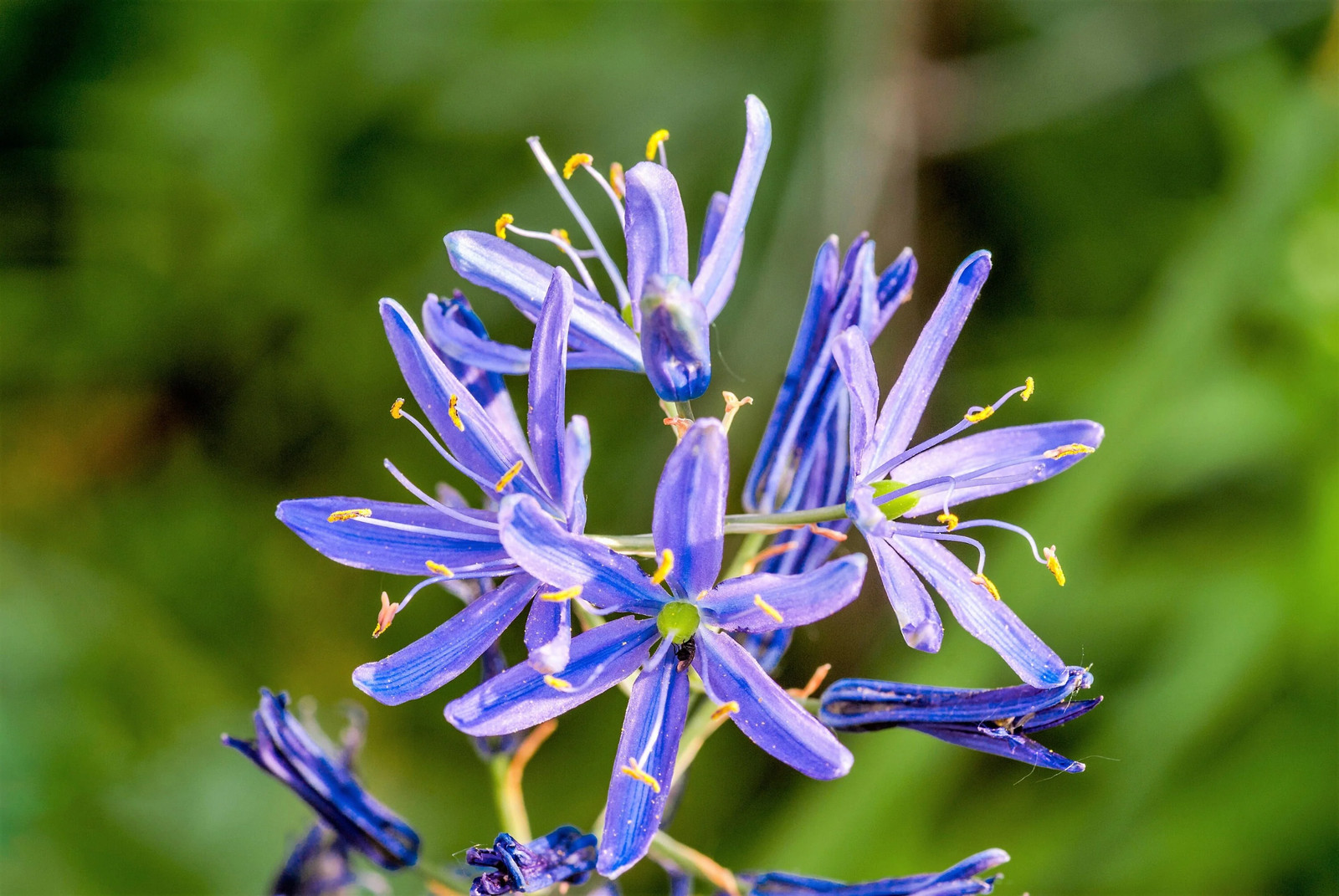 20 Blue LARGE CAMAS Camassia Leichtlinii Quamasia Great Camass Flower Seeds