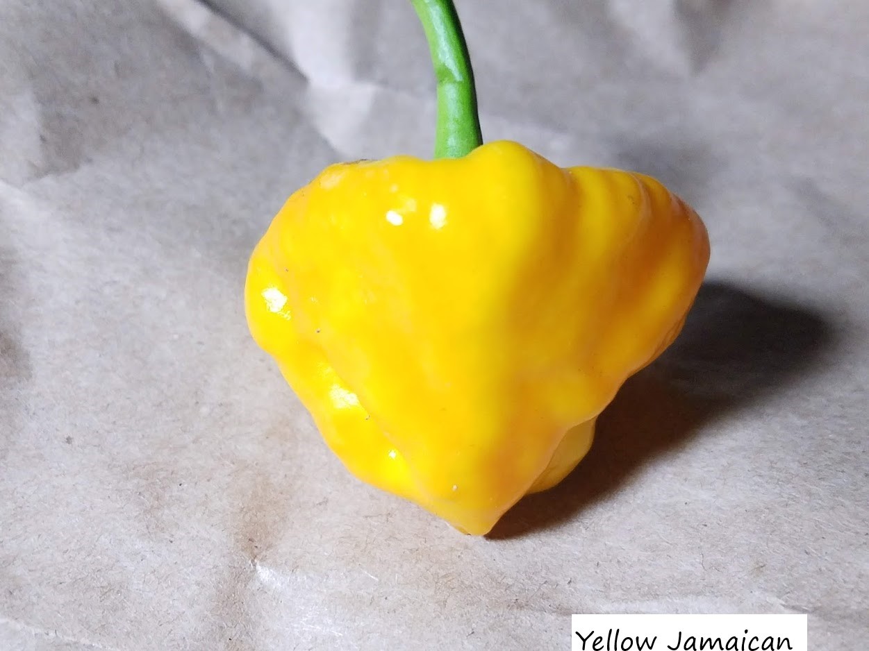 Heirloom Pepper Seeds – Many Unusual Varieties – One Shipping Charge