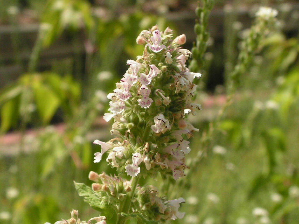 1000 Catmint Catnip Herb Seeds Catnip is a mint that cats like!