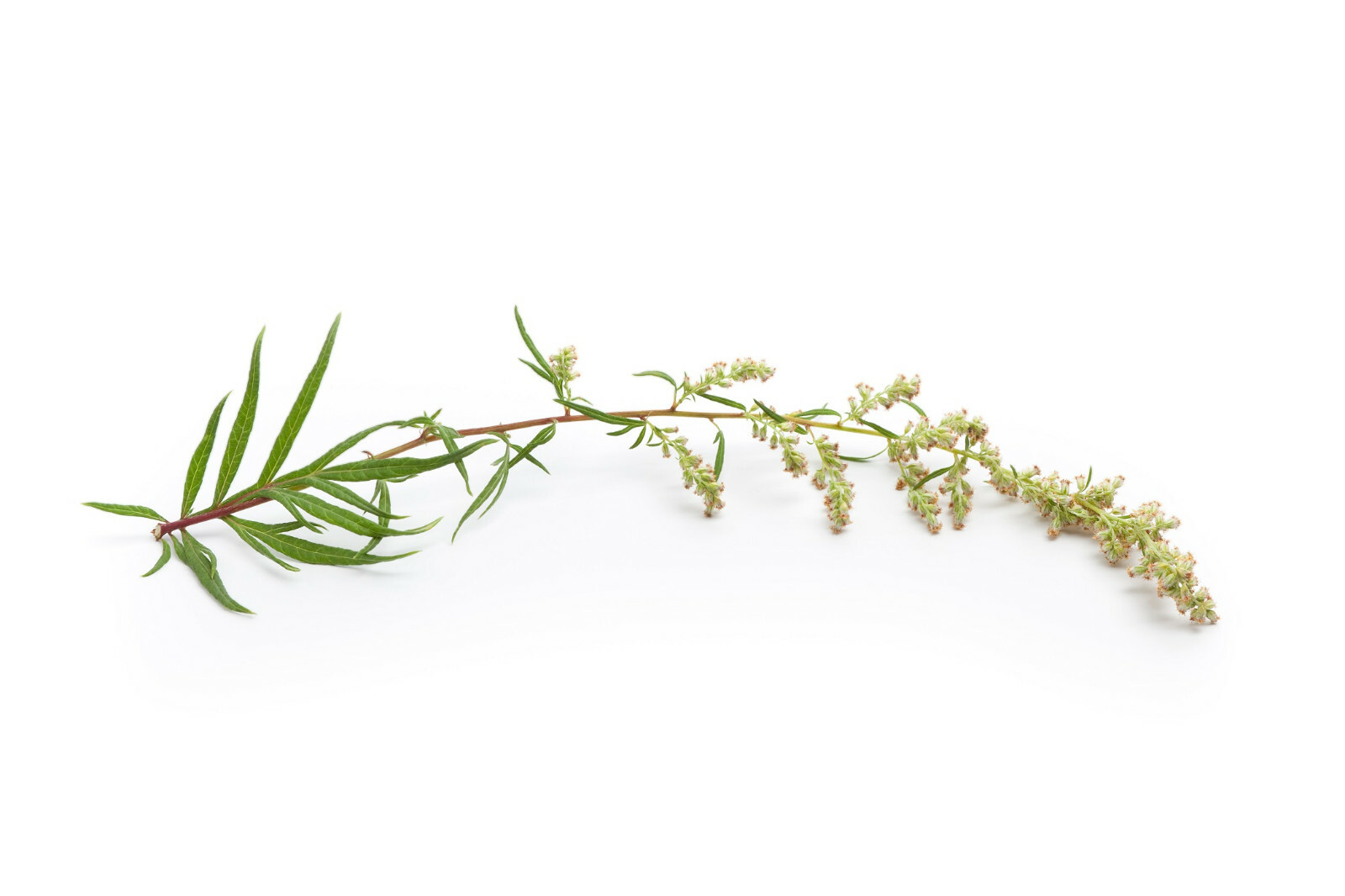 MUGWORT HERB 500+ SEEDS: Medicinal, Culinary, Perennial (Artemisia Vulgaris)