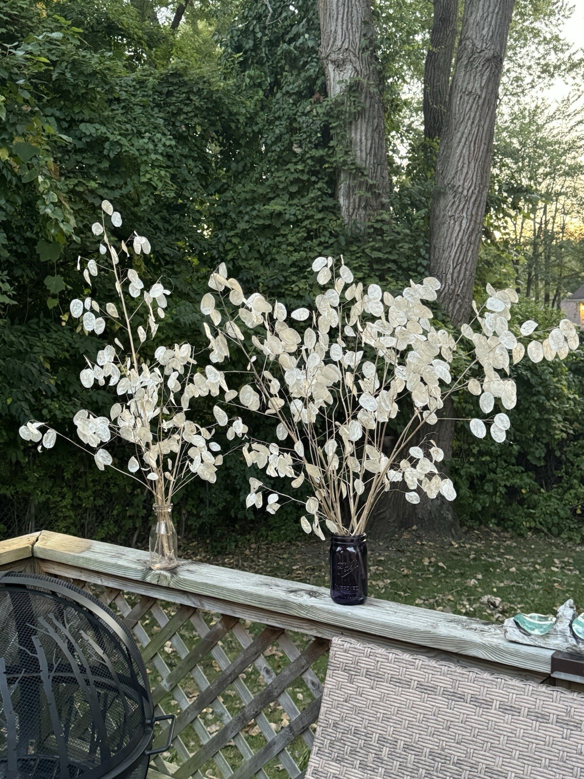 50 Money ‘Silver Dollar’ Luck Lunaria Plant Seeds, Non-GMO Heirloom🪷Seeds🪷