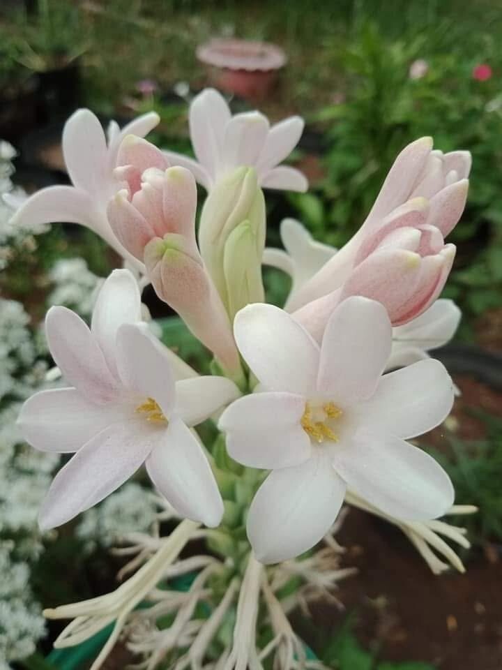 7 Single Mexican Tuberose Polianthes Lily SMALL BULBS~Fragrant~Heat Hardy