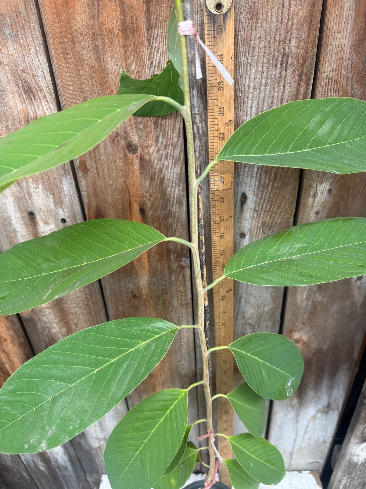 1 Seedling Pineapple Annona Cherimola X A Squannosa Atemoya, Annona Squnnosa 35″