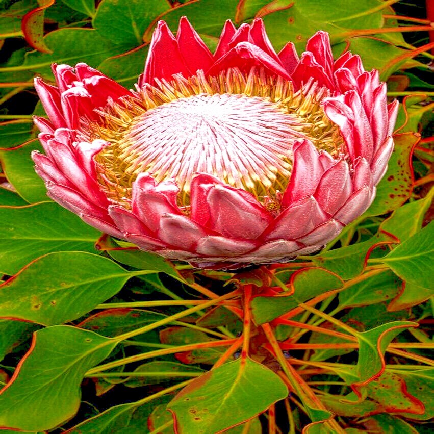 5 KING PROTEA CYNAROIDES SEEDS *GIANT 12″ FLOWERS* Rare Exotic Garden Plant