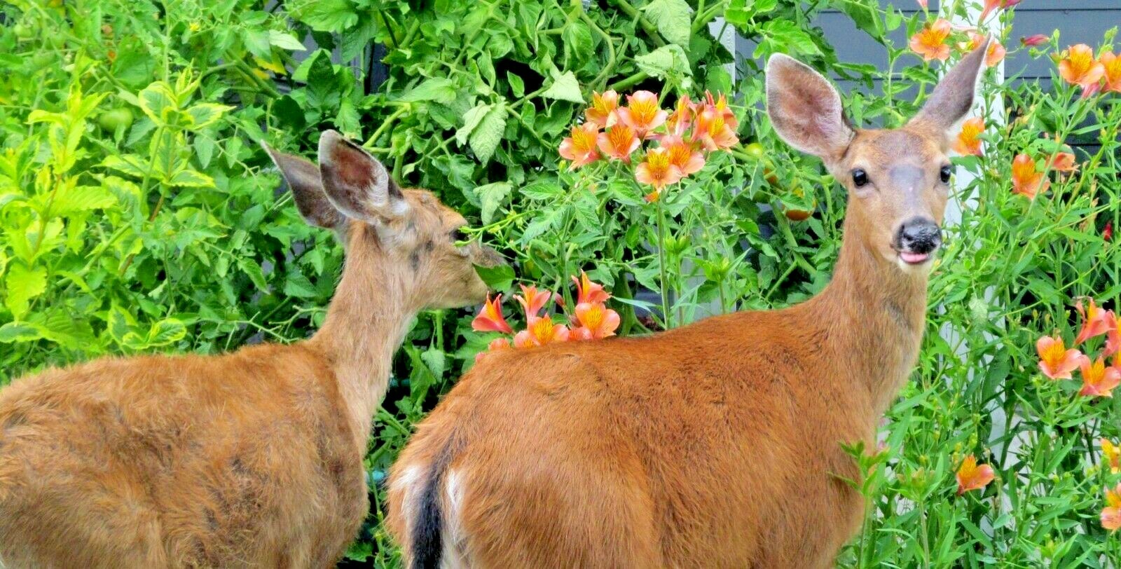 2000+DEER PROOF Native Wildflower Mix 15 Different Flowering Annual Perennial
