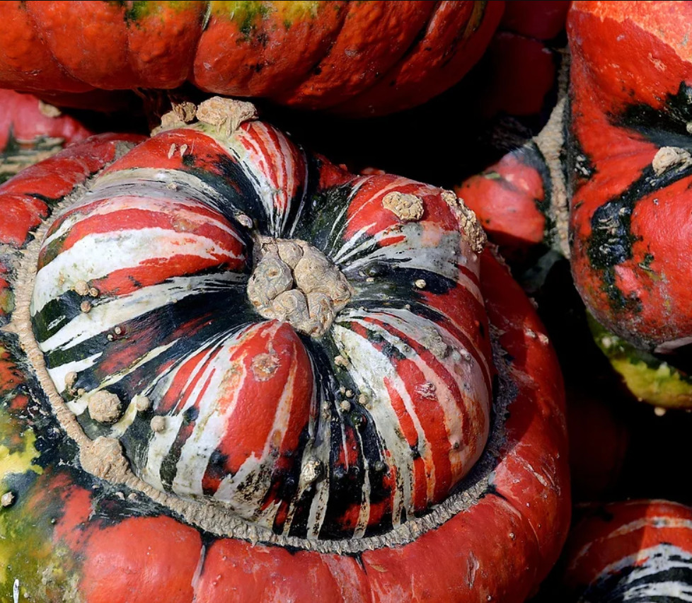 Gourd TURK’S TURBAN Heirloom Huge Decorative Edible Non-GMO USA 12 Seeds!