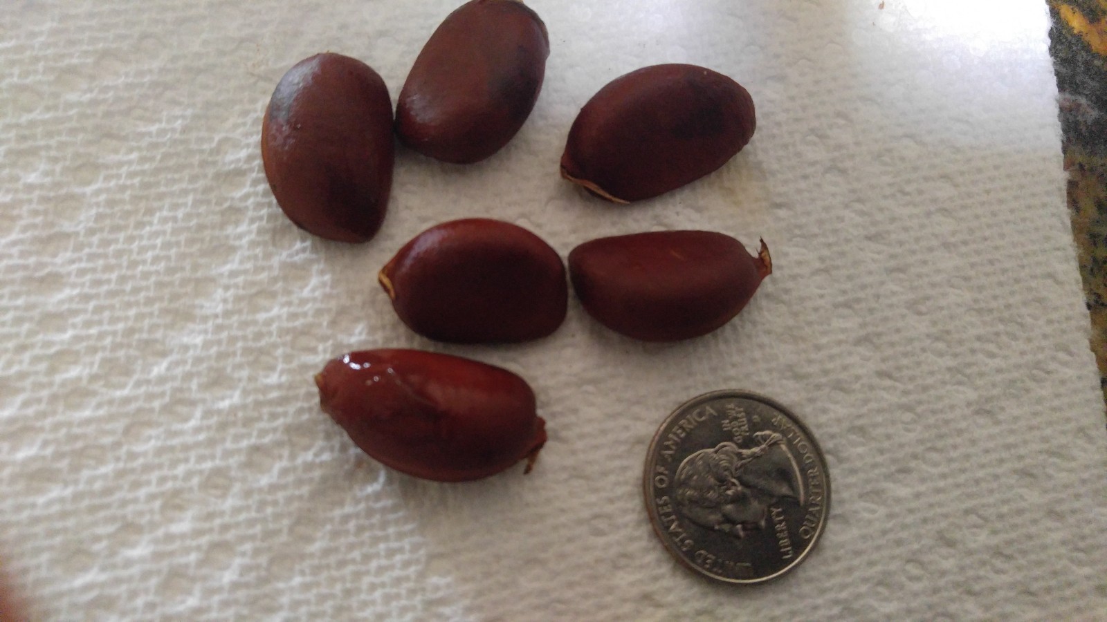 6 pc. seeds BLACK SAPOTE – Chocolate Pudding Fruit – Black Persimmon
