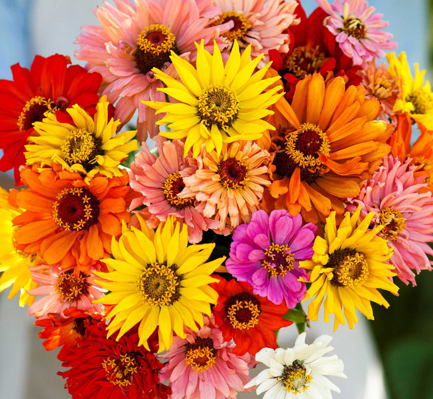 Landscaper’s Pack SUPER CACTUS GIANT Zinnia elegans Huge Blooms 300 Seeds!