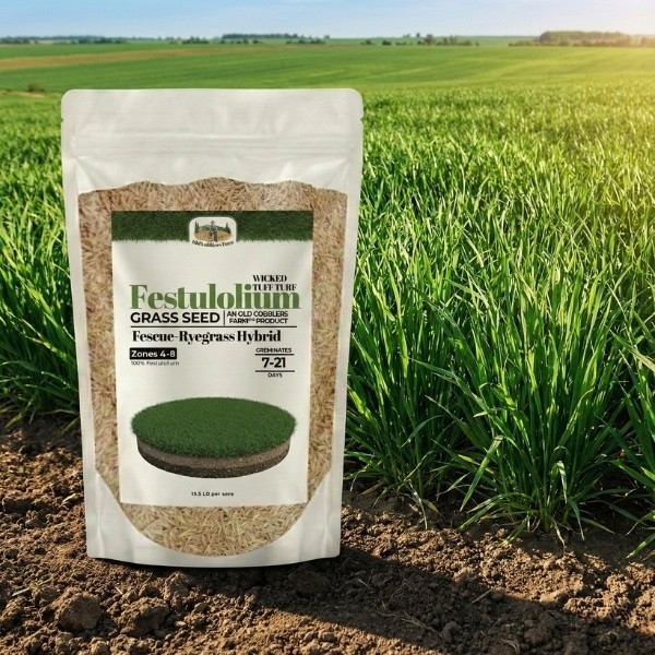 Old Cobblers Farm™ Wicked Tuff Turf Sugar Crest Festulolium Grass Seed