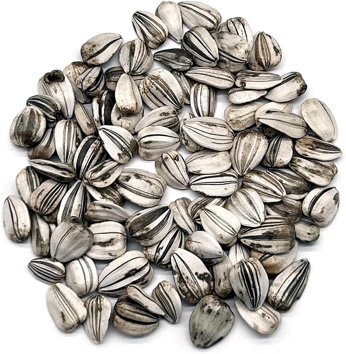 100 Non-GMO Sunflower Seeds – Gorgeous Gray Stripe – Summer Blooming Flowers