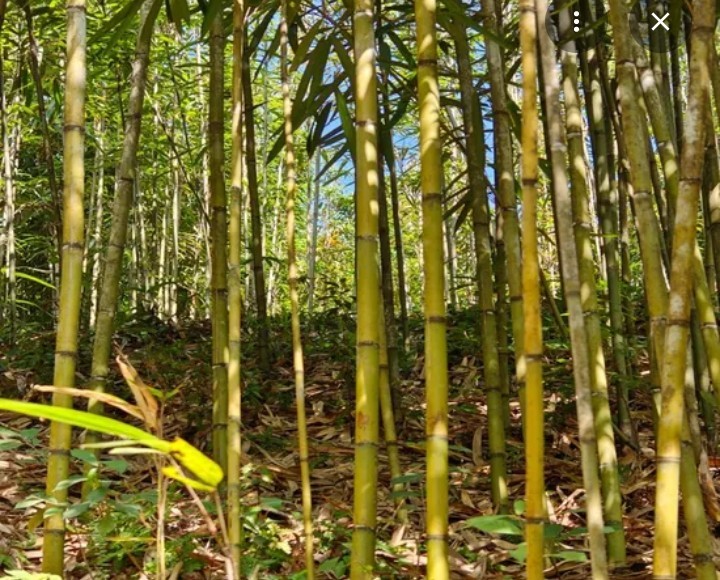 2″ Green Bamboo poles 6ft poles bundle of 6