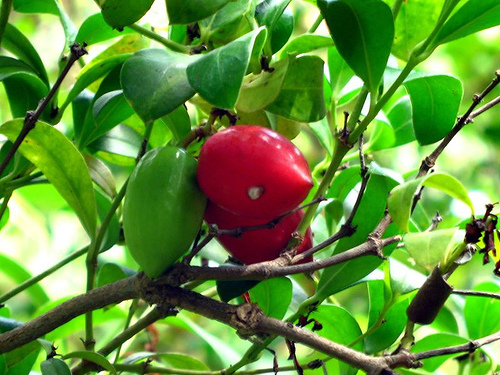 Natal Plum, Carissa macrocarpa, (Carissa grandiflora), Shrub Seeds
