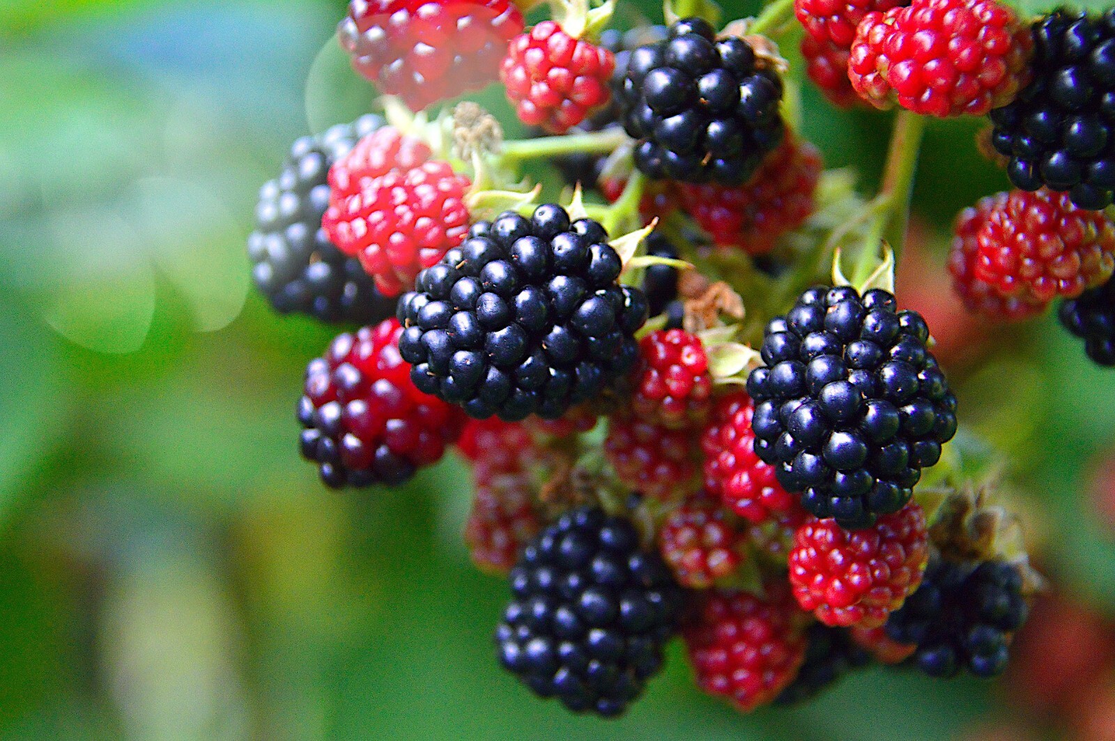 20 CALIFORNIA PACIFIC TRAILING BLACKBERRY SEEDS Rubus Ursinus Hardy Fruit Vine