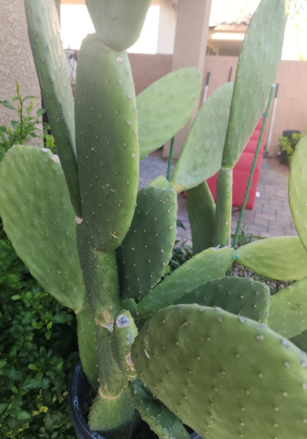 1 GIANT XXL RED FLOWER BURBANK SPINELESS OPUNTIA PRICKLY PEAR NOPAL CACTUS PADS