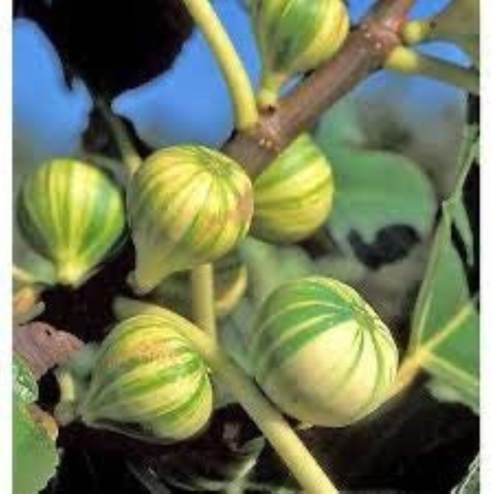1 liter container Panache Tiger Fig Plant – Ficus carica variegated Sweet