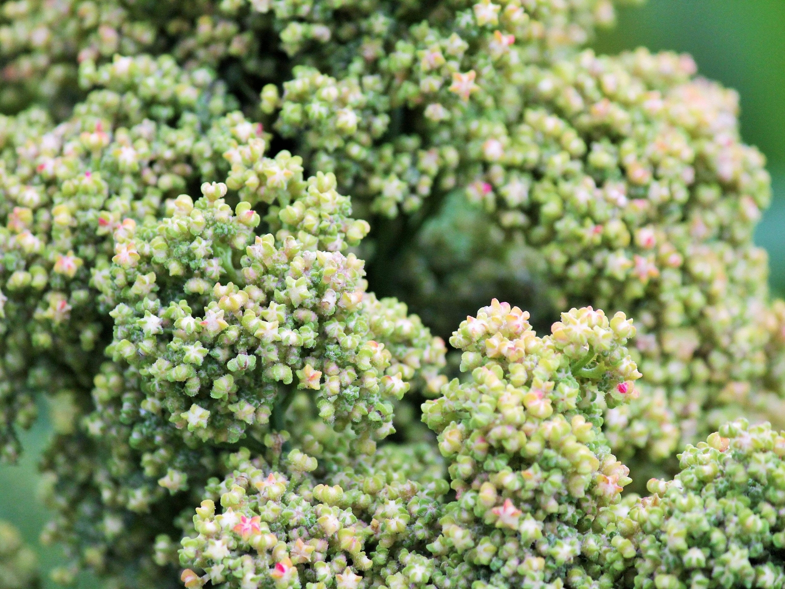 50 Organic MINT VANILLA QUINOA Green & White Chenopodium Vegetable Grain Seeds