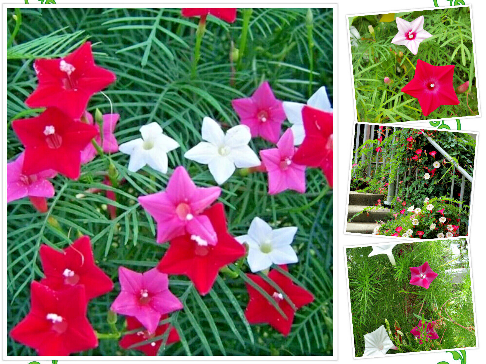 20 Hummingbird Vine Flower Seeds: Mixed Colors (Ipo. quamoclit) Cardinal Climber
