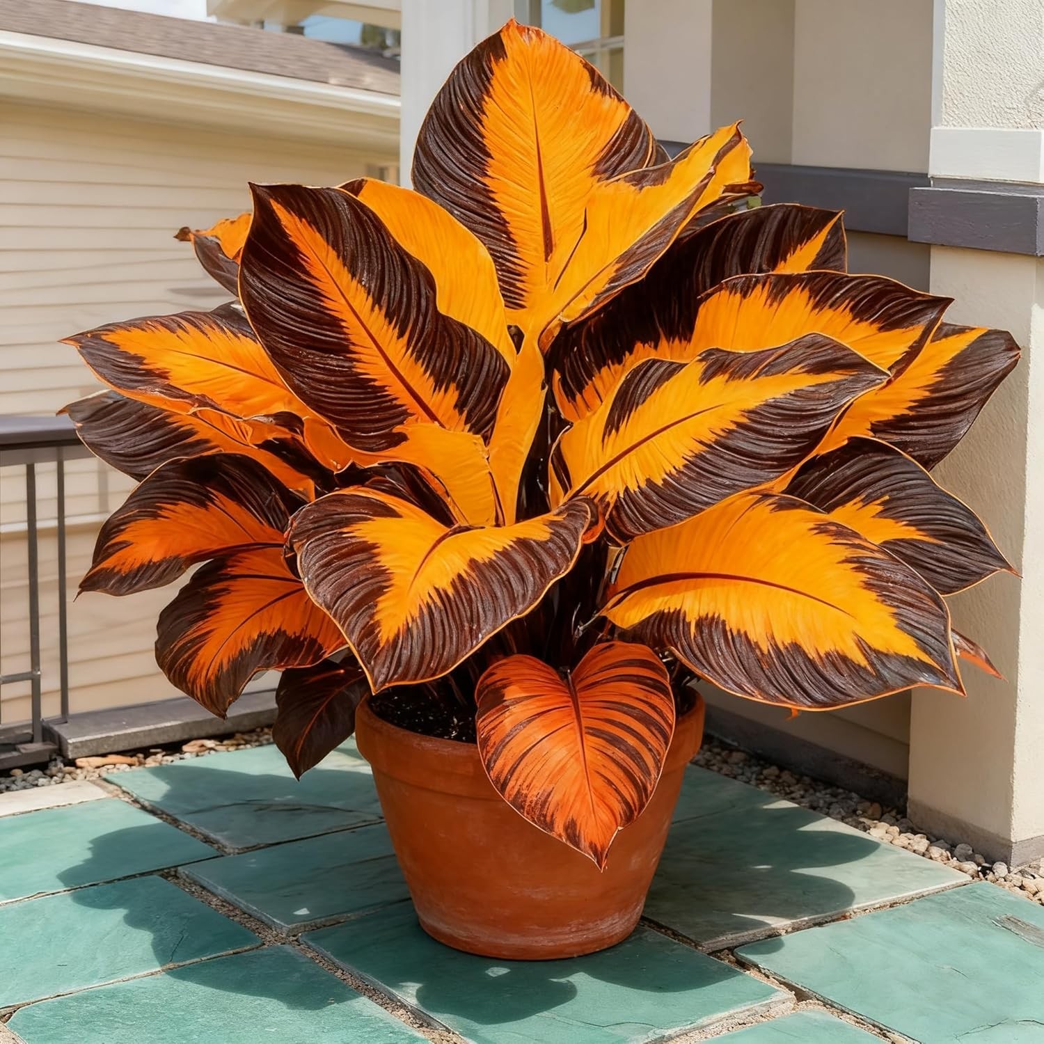 Hosta Seeds for Planting, 300+ Mixed Color Perennial Hosta Seed, Heirloom Non-GM