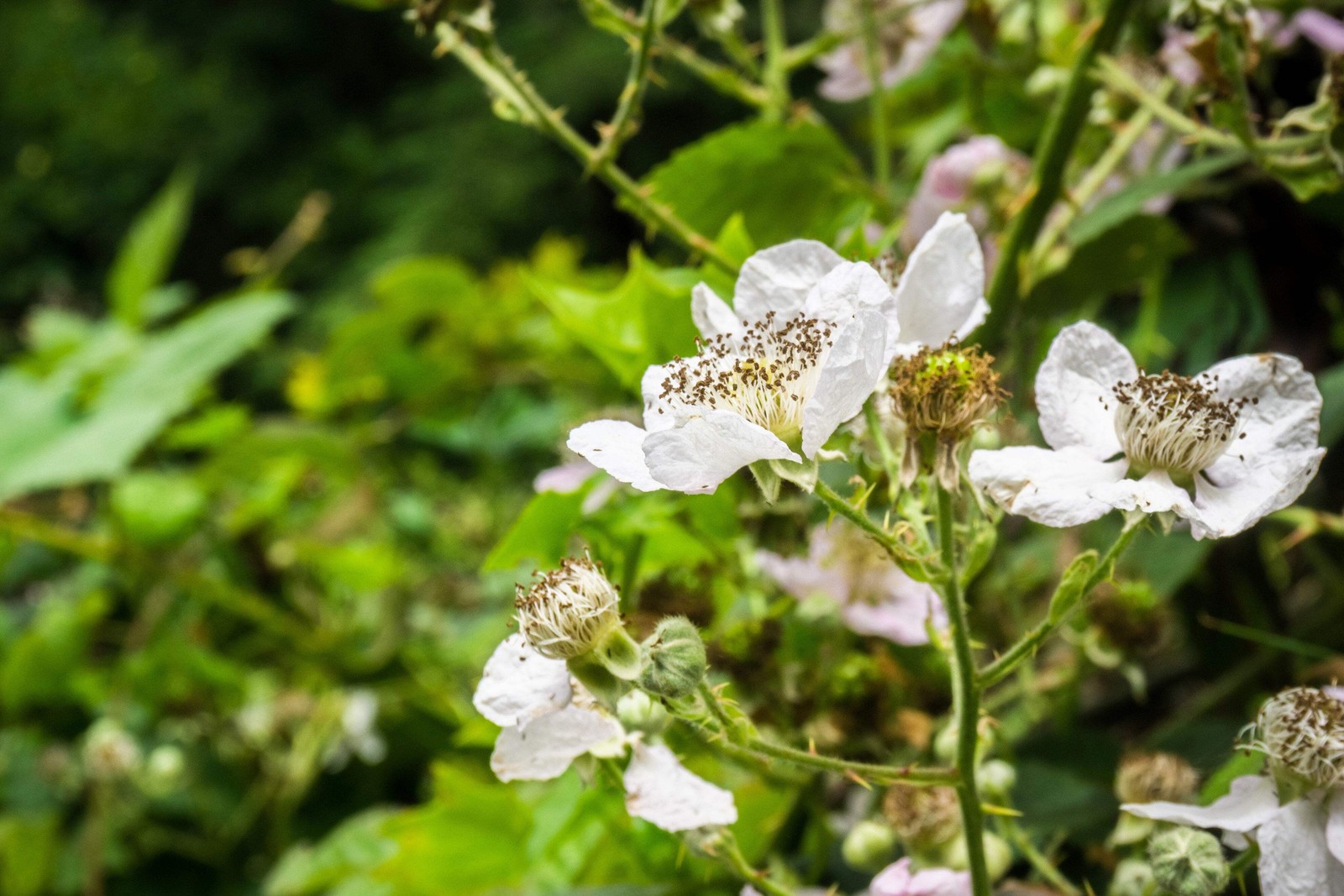 25 TRAILING BLACKBERRY Pacific Rubus Ursinus Vining Shrub Fruit Berry Seeds